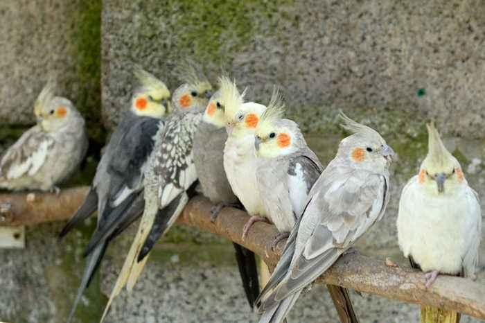 玄凤鹦鹉多少钱一只？