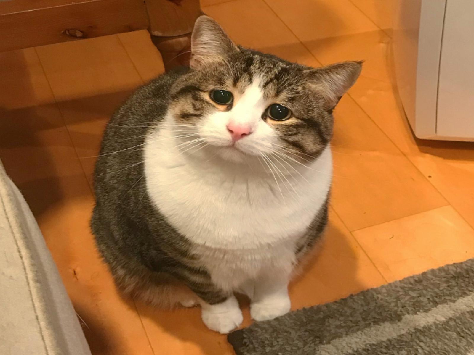 养猫新手必看！巴厘猫真的不掉毛吗？