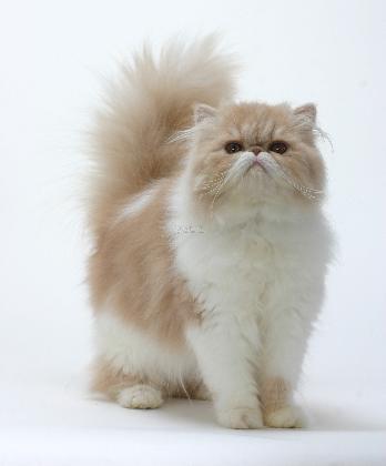 金吉拉猫真的适合新手养吗? 金吉拉猫真的适合新手养吗?