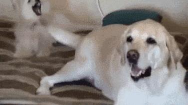 1997年2月2日出生的人命运解析：五行属什么命？