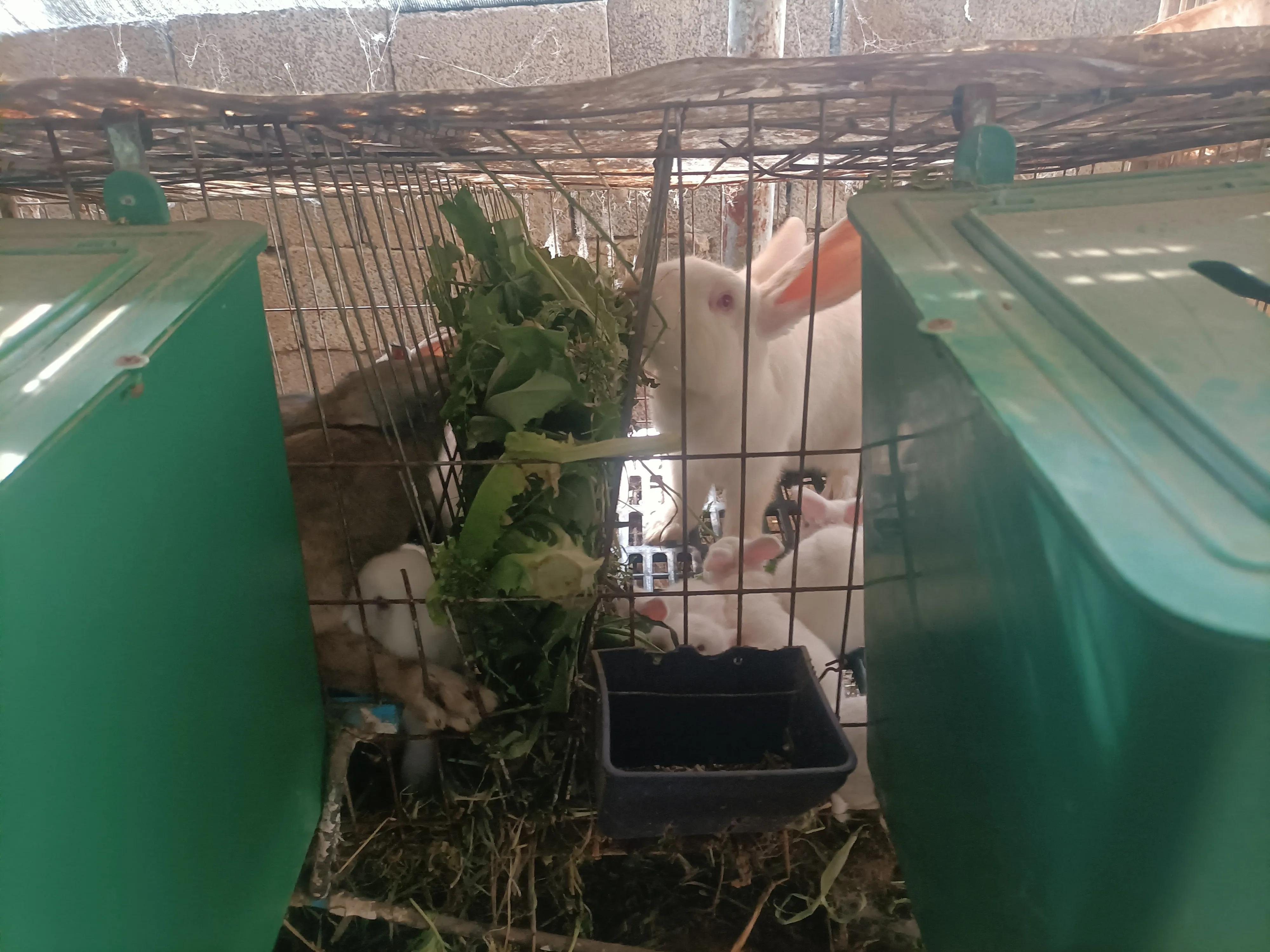 2022年属兔人真的会犯太岁吗？