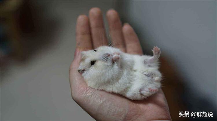 养仓鼠真的像网上说的那么简单吗？