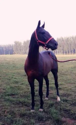 汗血宝马真的会流血吗？