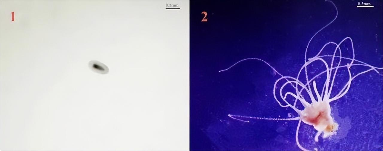 为什么你永远追不上那些神出鬼没的动物？