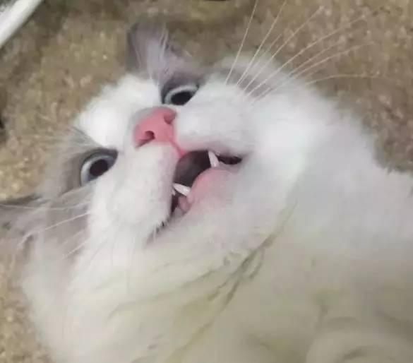 淘宝TANX到底是啥？看完这篇你就彻底搞懂了！