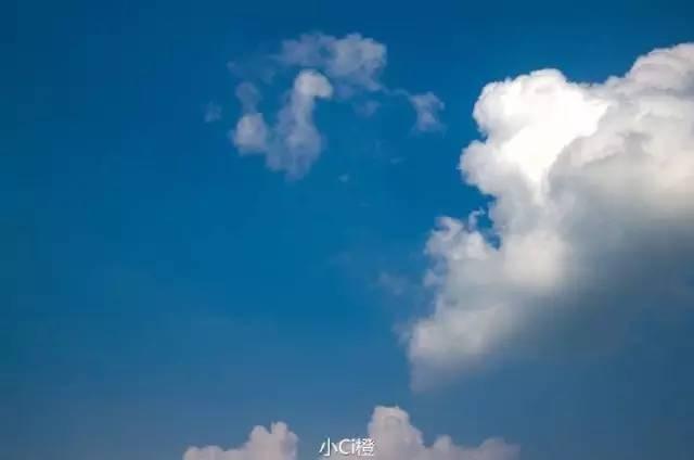 这坨行走的棉花糖到底是什么狗？