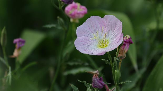 新手种前景草为什么总养不活？