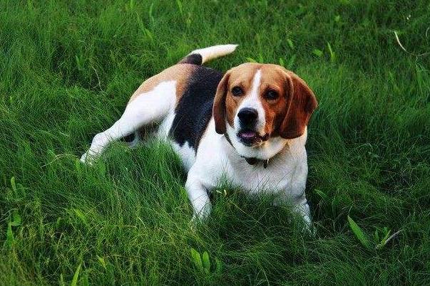 小猎兔犬真的适合新手养吗？