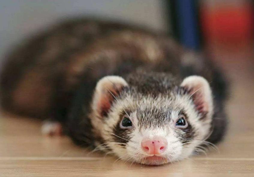 熊猫玛雪儿貂品种介绍——乐乐宠物百科大全