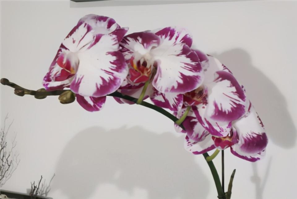 蝴蝶犬串串真的适合新手养吗？