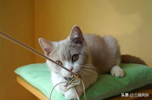 为什么猎狐梗总像打了鸡血？