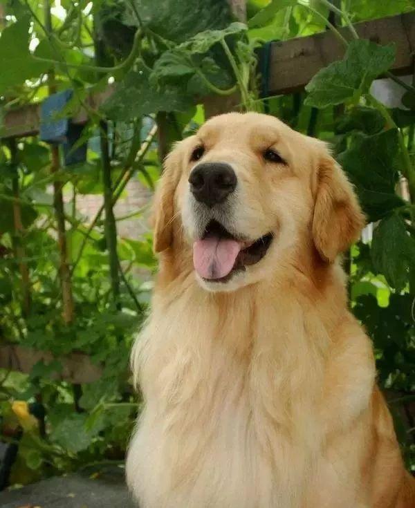 养狮子头藏獒到底有多难？