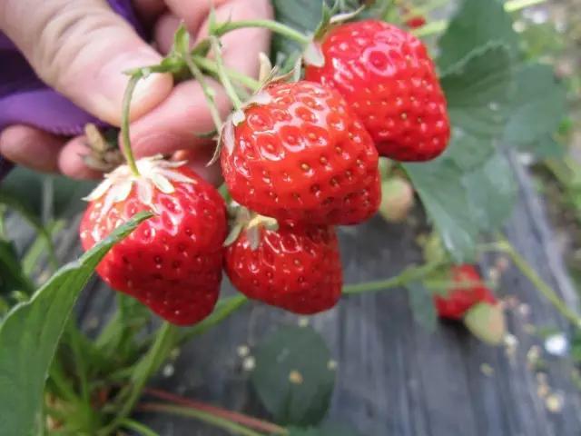 南京水果批发市场完全攻略：新手小白必看的进货圣经