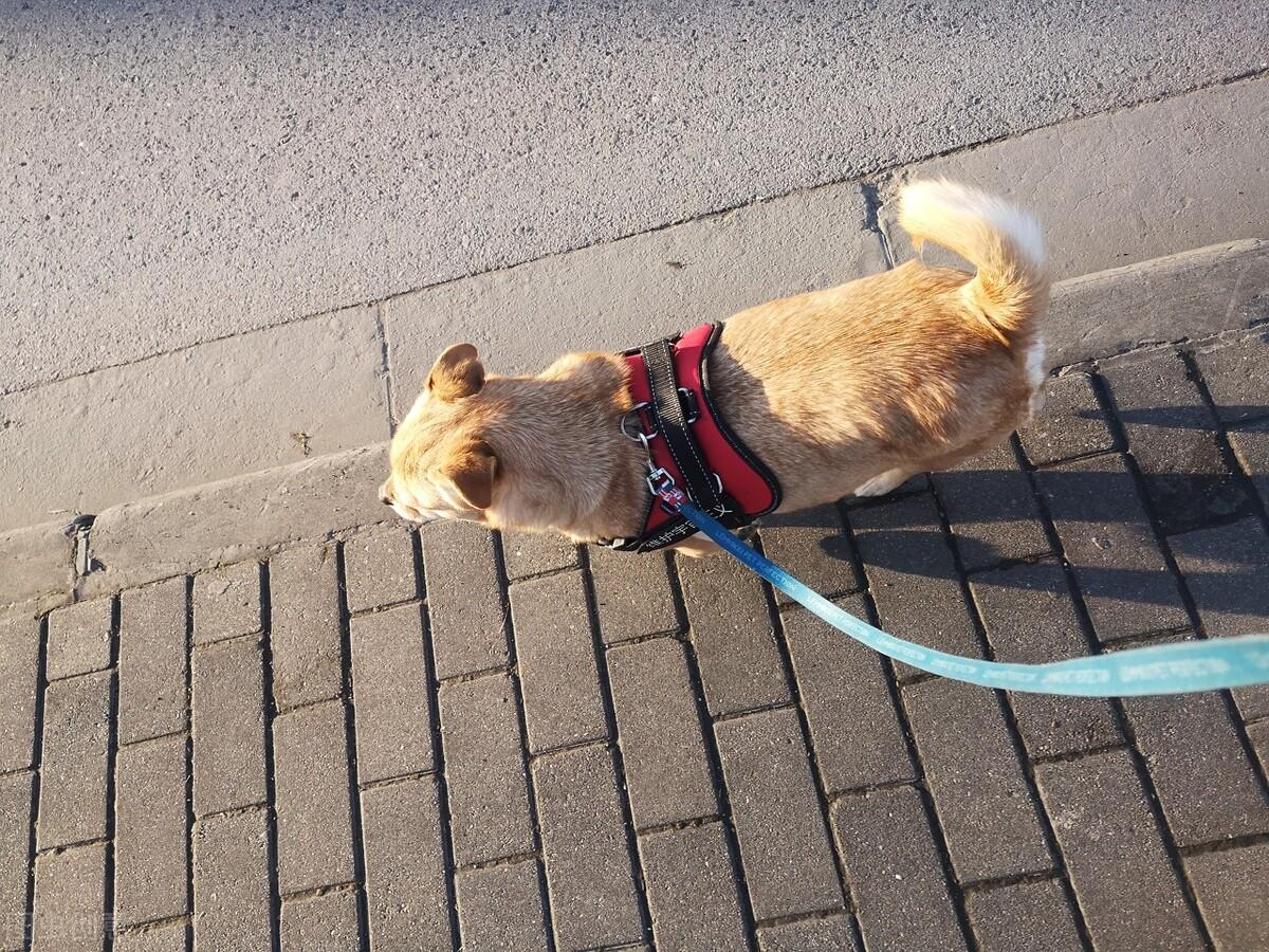 梦见狗冲我叫的寓意解析：梦境象征与心理暗示详解