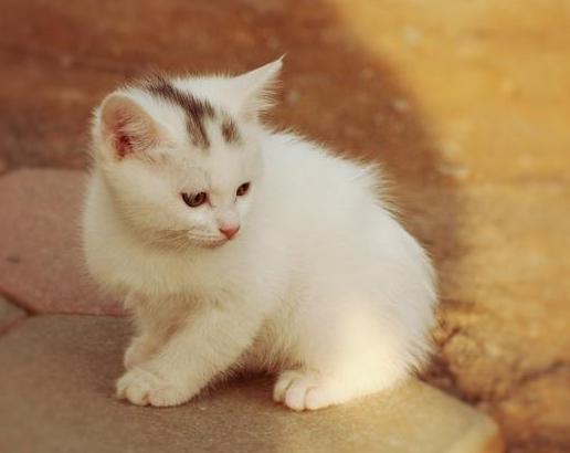 如何有效训练狗狗玩游戏：5个简单步骤让宠物更聪明