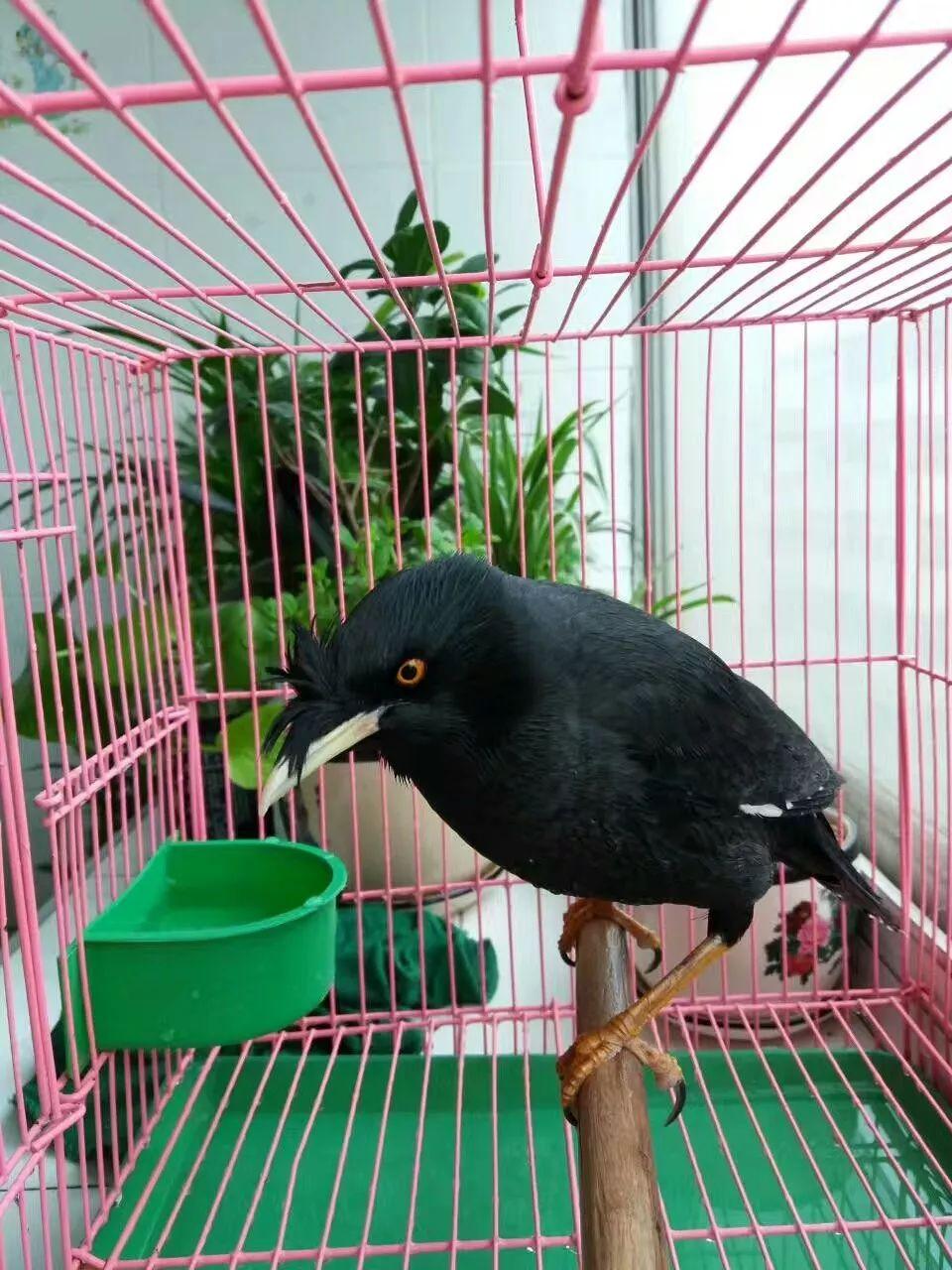 八哥鸟到底该喂什么才健康？