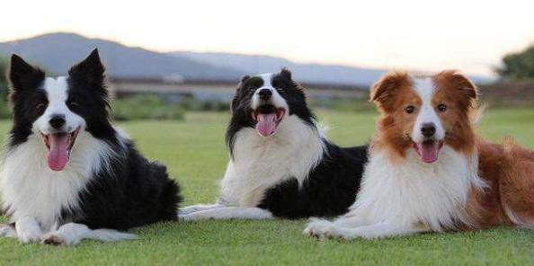 边境牧羊犬真的聪明到能当家庭宠物吗？