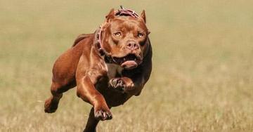 比特犬真的像传说中那么可怕吗? 比特犬真的像传说中那么可怕吗?