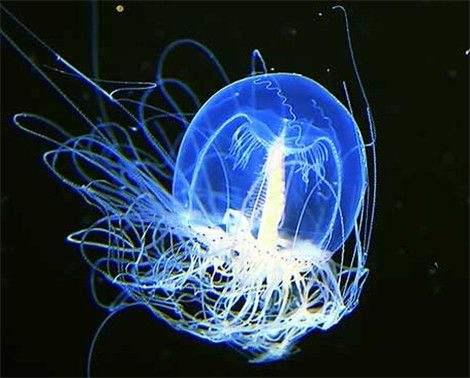 观赏鱼养护必知：忽视水温可能导致鱼儿快速死亡