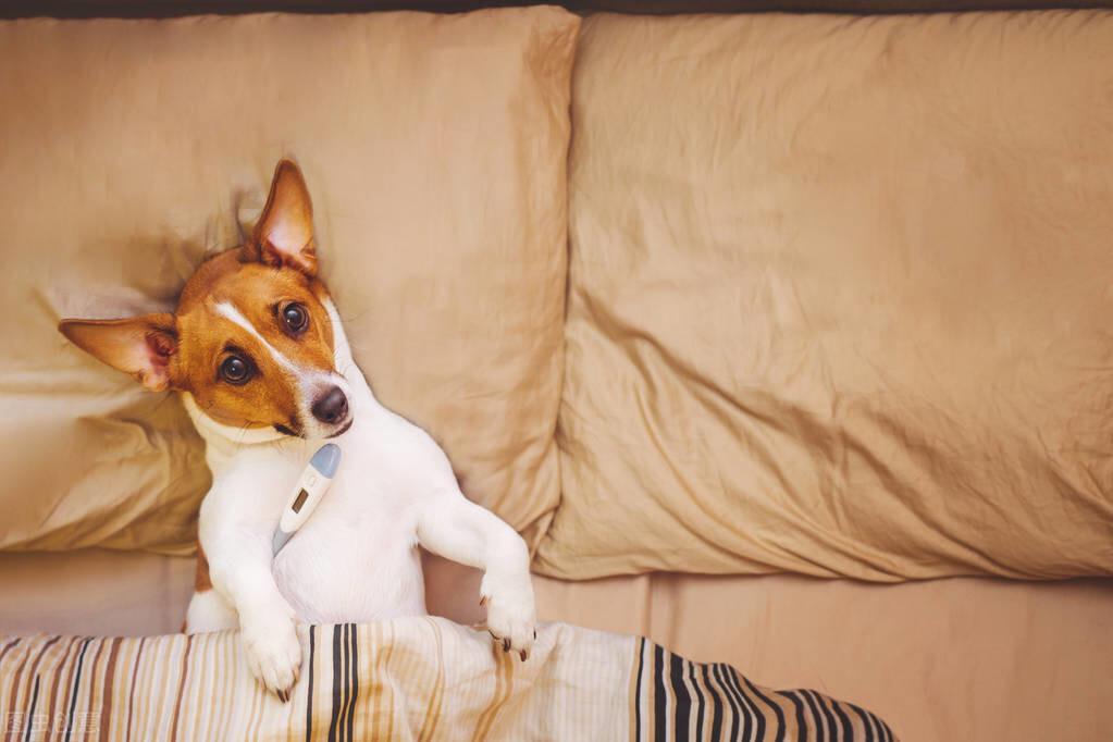 壁虱真的会钻进皮肤里吗？