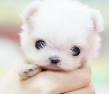 茶杯犬真的永远长不大吗？