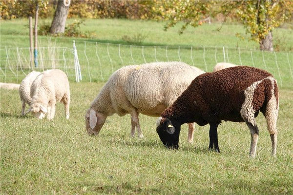 生肖羊月份出生最好_属羊的几月出生最好_属羊生的月份