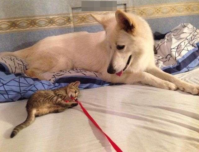 养波兰兔真的比养猫狗省心吗？