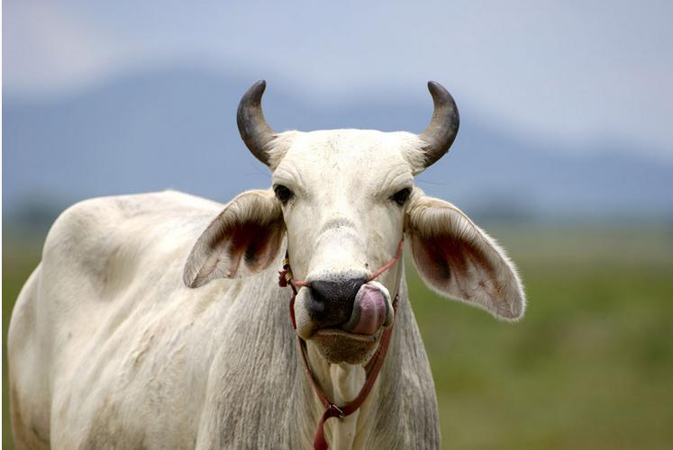 观音送子真的对应某个生肖吗？