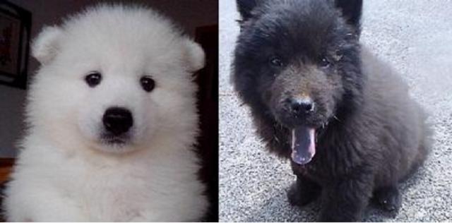 你家萨摩犬真的吃对了吗？