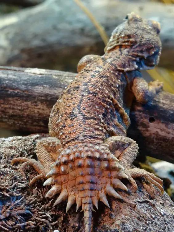 蜥蜴习性简析：全面了解蜥蜴生活习性的指南