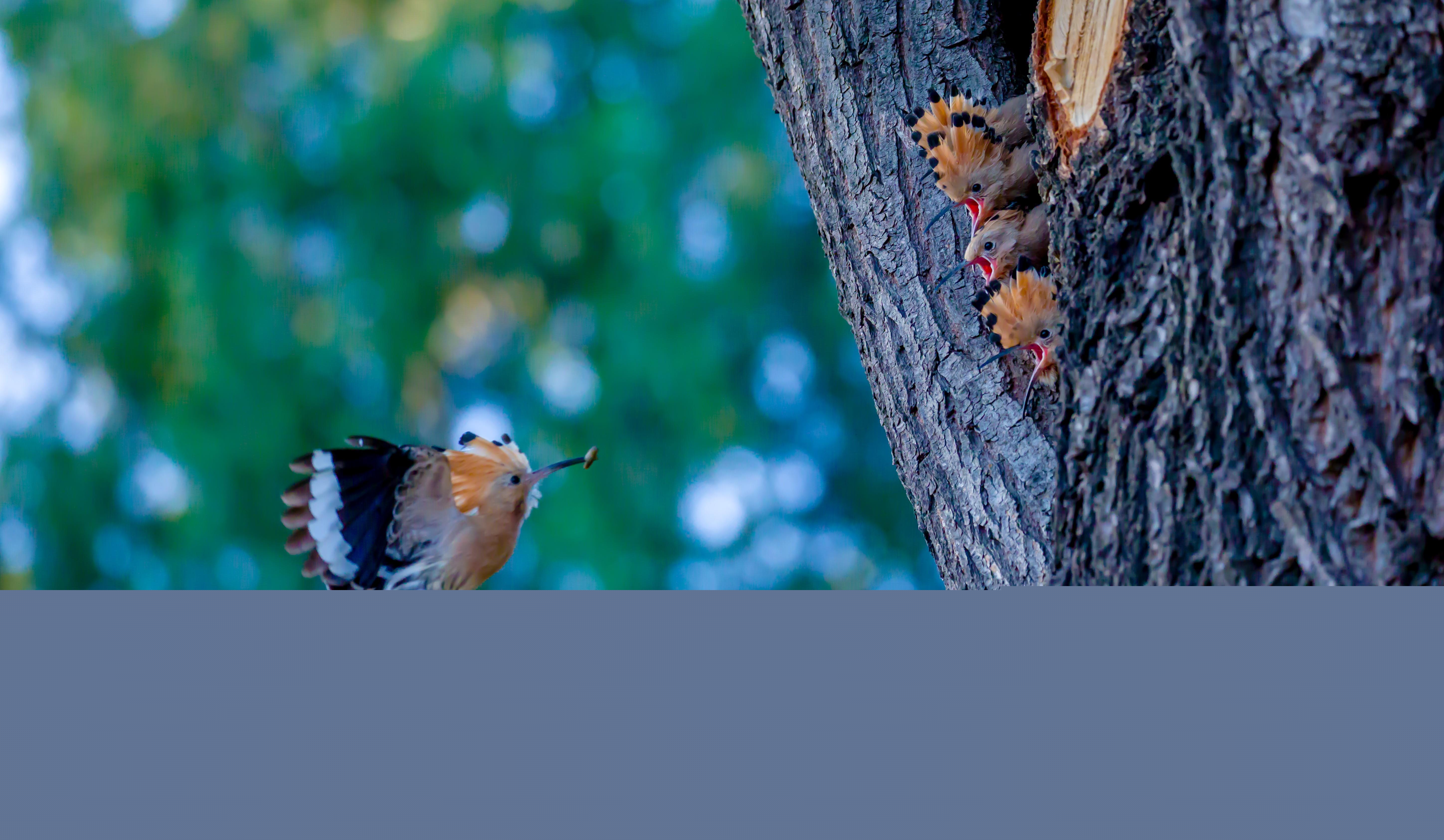 如何选择鹦鹉雏鸟？解析不同种类鹦鹉雏鸟的体长差异