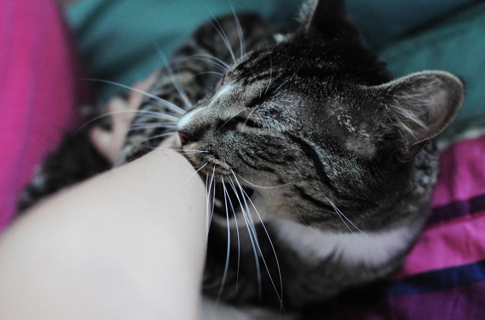 属猪人在2021年真的能咸鱼翻身吗？