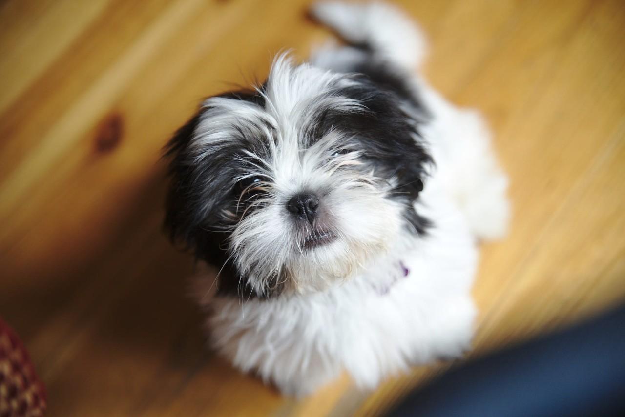 养跳跳犬真的需要每天跑五公里吗？