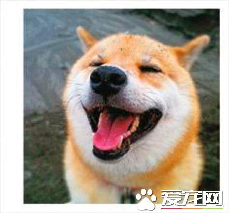 柴犬和秋田犬到底有啥区别? 柴犬和秋田犬到底有啥区别?