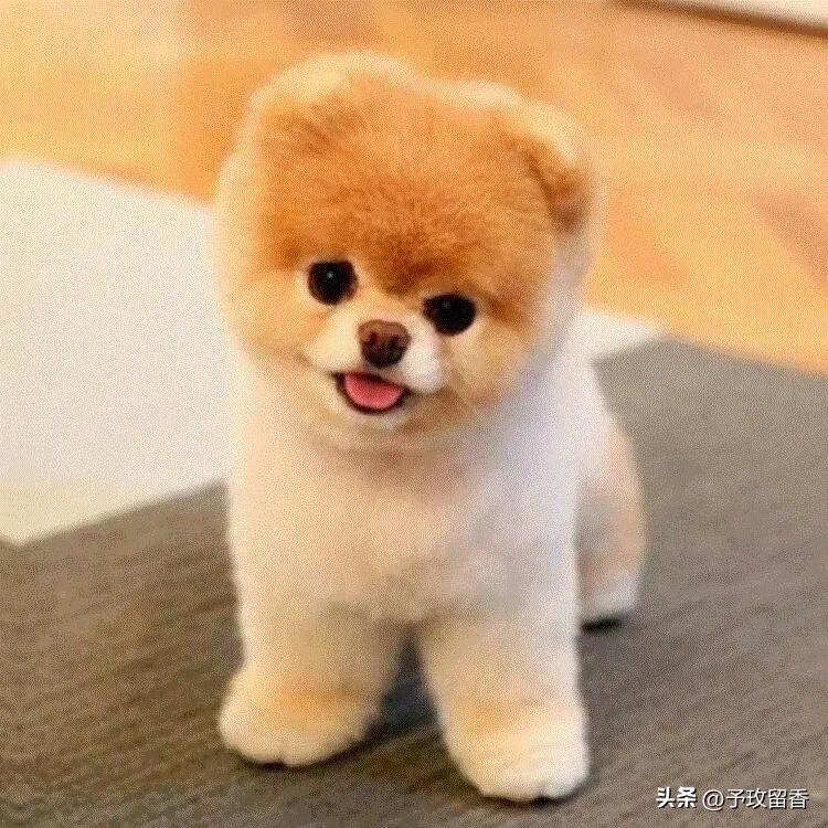 如何让孩子与狗和谐相处？5个实用技巧让宠物与小朋友成为好朋友