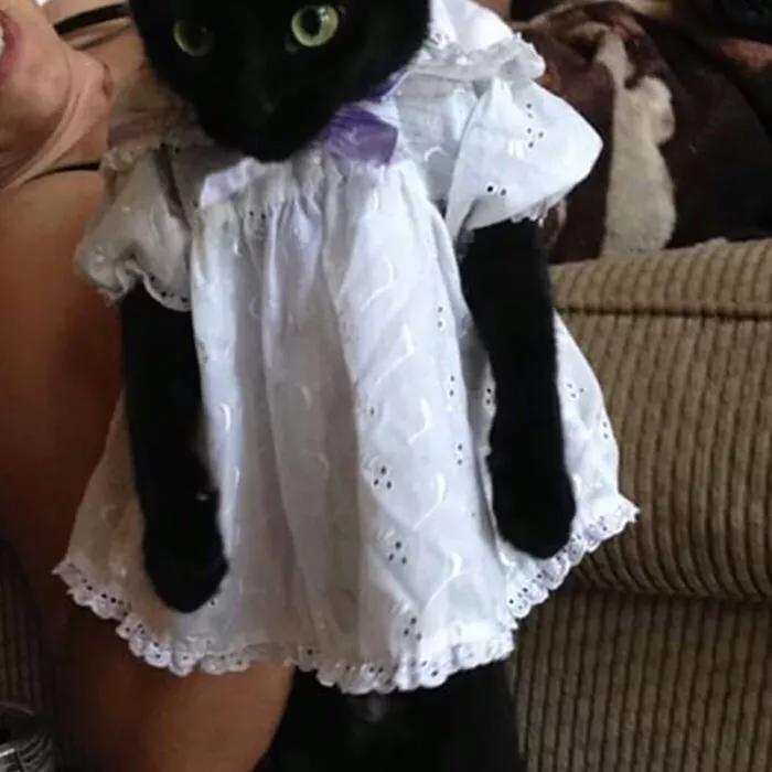 波奇——全面关爱宠物生活，为宠物打造全方位呵护