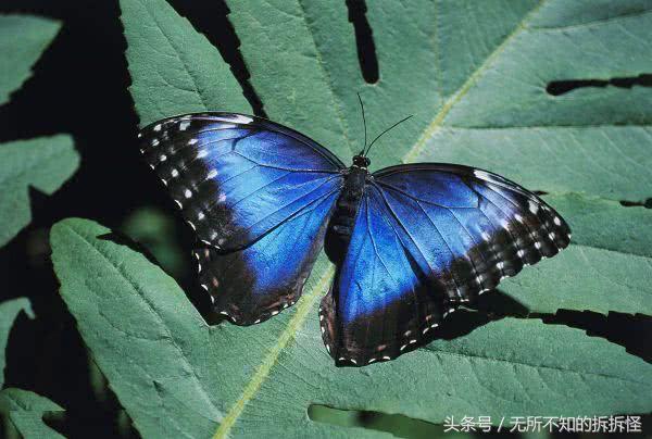 蓝环章鱼能当宠物养吗？