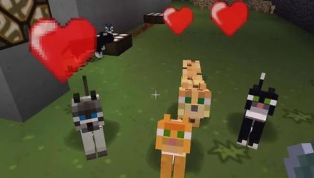 用淡水生鱼喂猫真的会害死毛孩子吗？