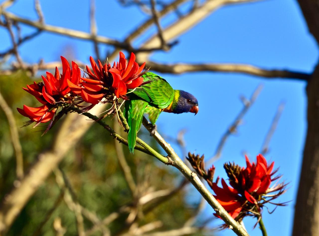 新手养鲜红胸鹦鹉为什么总是养不活？