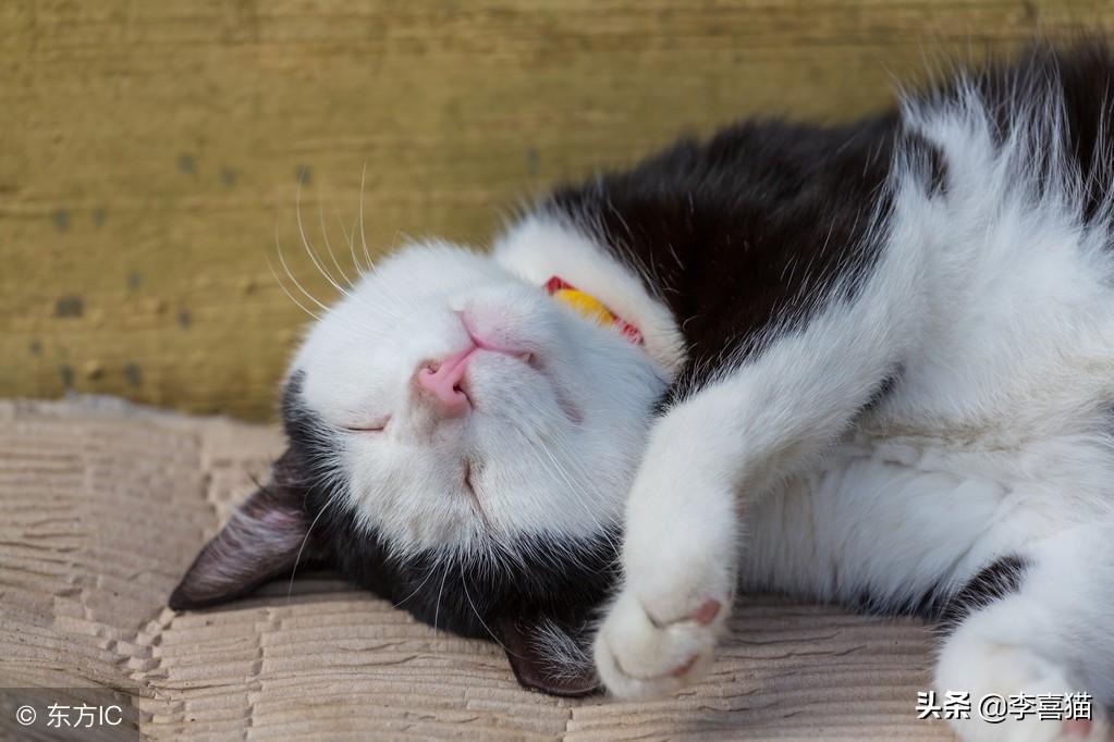 德国牧羊犬训练真的能把猛犬变暖男吗？