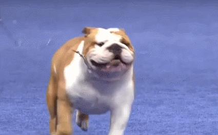 为什么别人家哈士奇只要2000块,我家这只花了1万5? 为什么别人家哈士奇只要2000块,我家这只花了1万5?