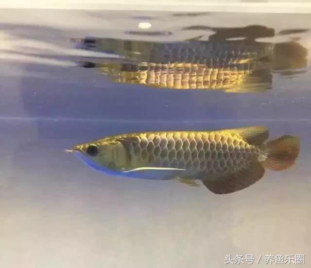 养水龟和养旱龟哪个更好？全面比较与选择指南