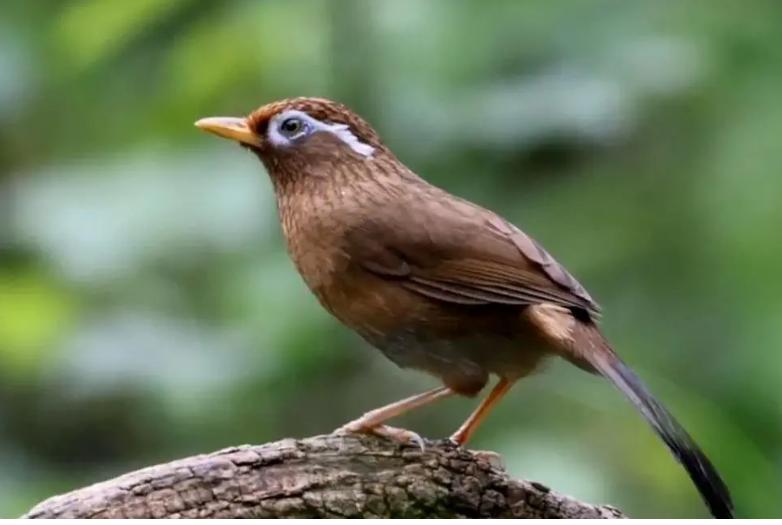 绿颊锥尾鹦鹉真的能把家拆成施工现场？