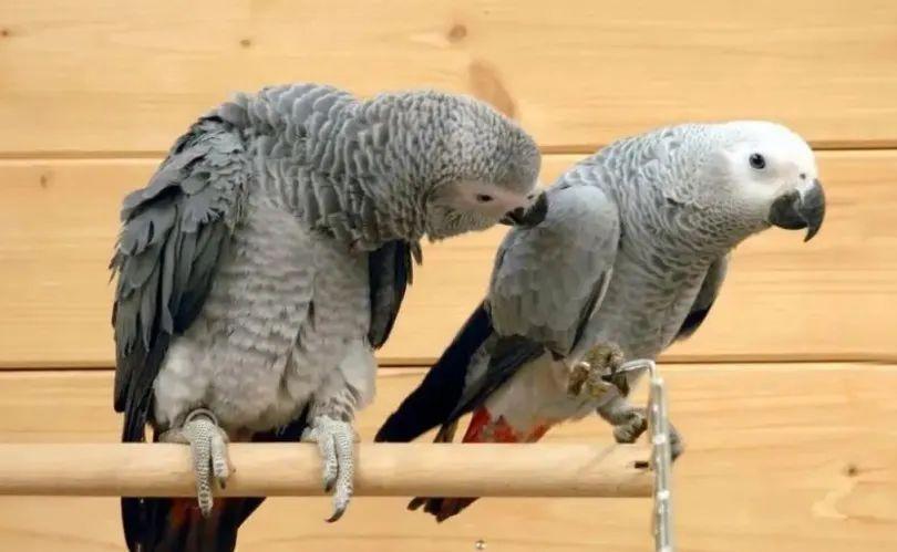 蓝黄金刚鹦鹉真的适合新手饲养吗？