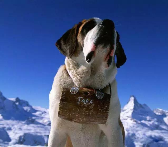 阿拉斯加雪橇犬真的适合新手养吗？