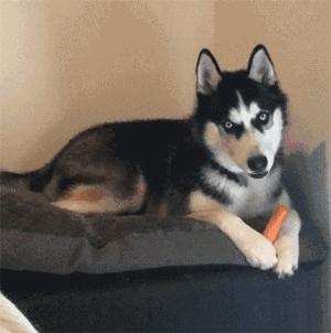 兔子真的只吃胡萝卜就能活吗？