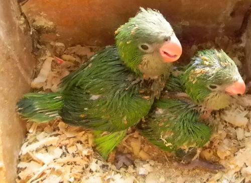 鹩哥能活多少年？饲养秘诀大公开！