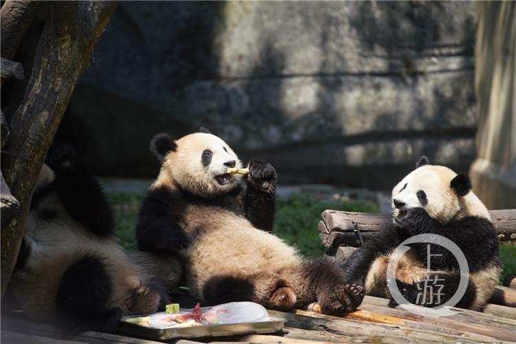 松鼠猴真的能当宠物养吗？