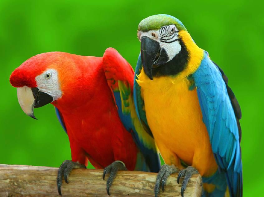 吃腐肉的鹦鹉真的能当宠物养吗? 吃腐肉的鹦鹉真的能当宠物养吗?