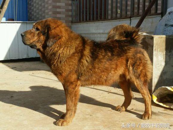 第一次去看藏獒展览会该注意什么？